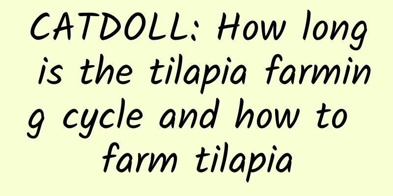 CATDOLL: How long is the tilapia farming cycle and how to farm tilapia