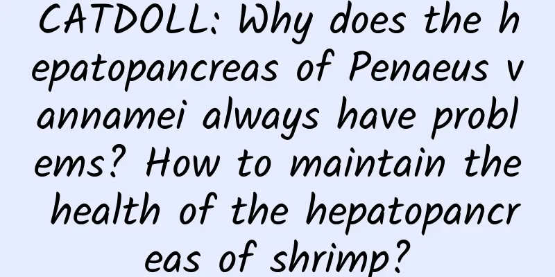 CATDOLL: Why does the hepatopancreas of Penaeus vannamei always have problems? How to maintain the health of the hepatopancreas of shrimp?