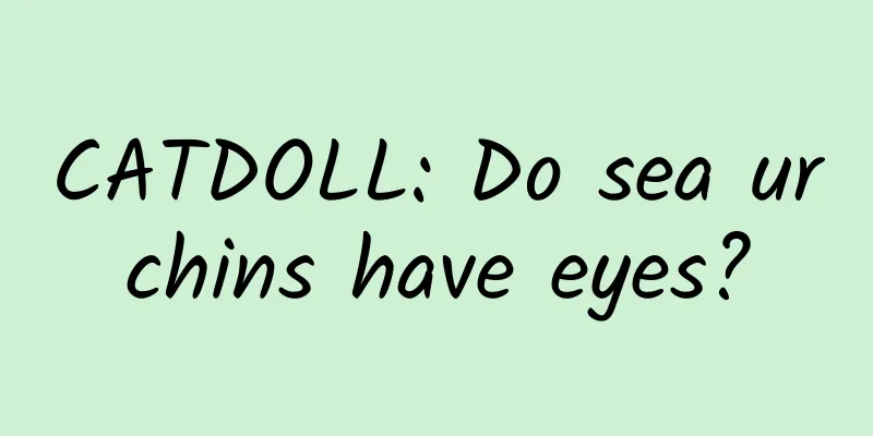 CATDOLL: Do sea urchins have eyes?