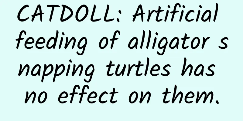 CATDOLL: Artificial feeding of alligator snapping turtles has no effect on them.