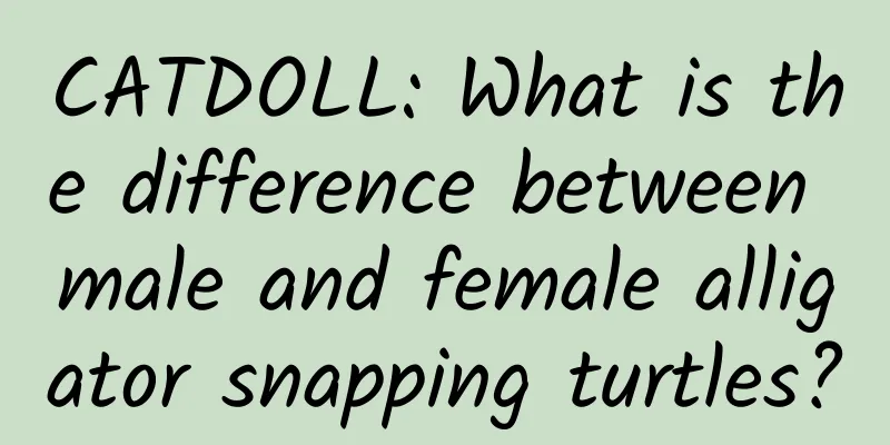 CATDOLL: What is the difference between male and female alligator snapping turtles?