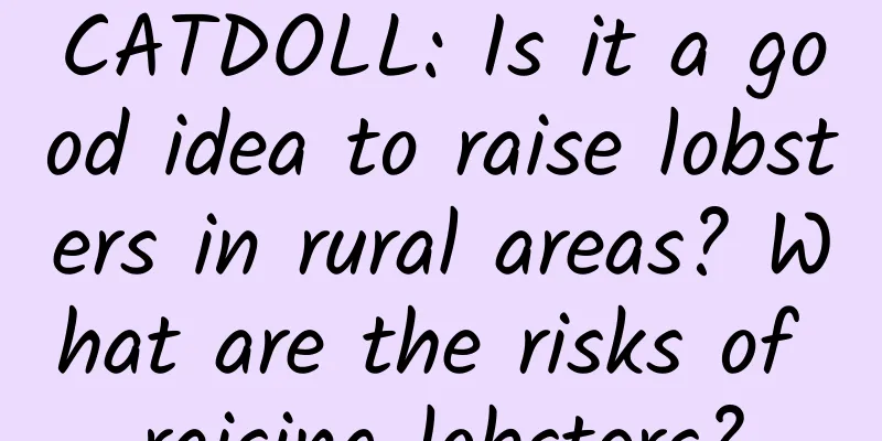 CATDOLL: Is it a good idea to raise lobsters in rural areas? What are the risks of raising lobsters?