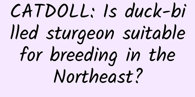 CATDOLL: Is duck-billed sturgeon suitable for breeding in the Northeast?