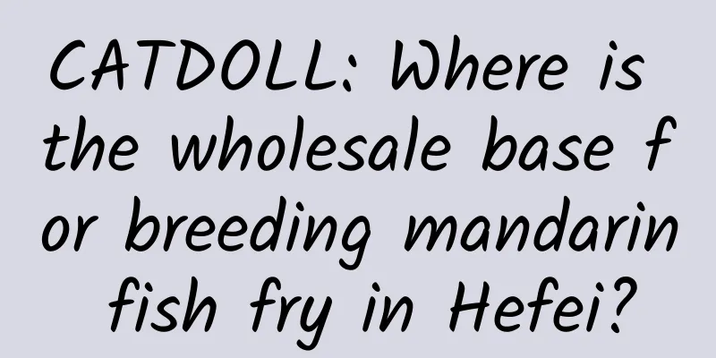 CATDOLL: Where is the wholesale base for breeding mandarin fish fry in Hefei?