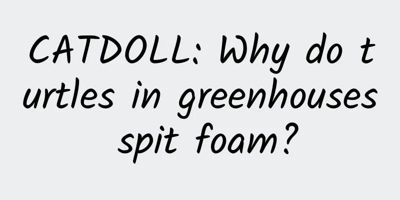CATDOLL: Why do turtles in greenhouses spit foam?