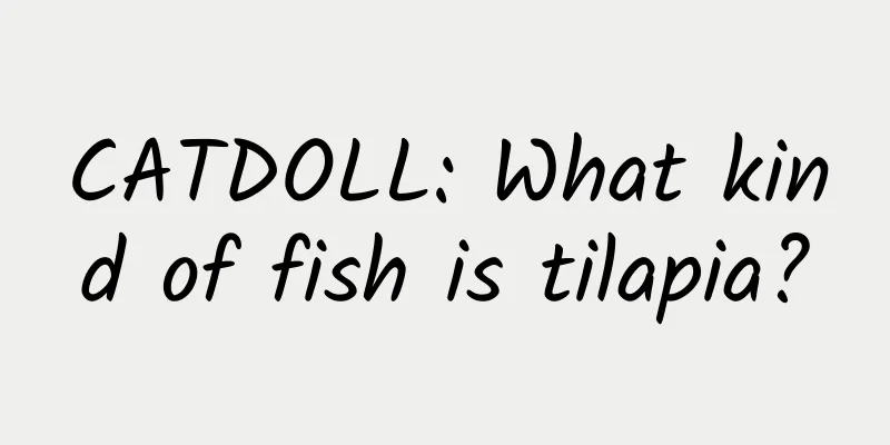 CATDOLL: What kind of fish is tilapia?