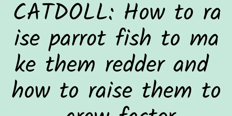 CATDOLL: How to raise parrot fish to make them redder and how to raise them to grow faster