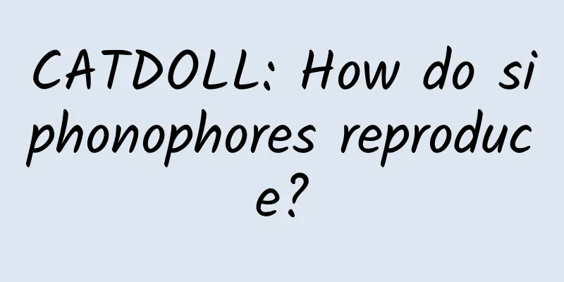 CATDOLL: How do siphonophores reproduce?