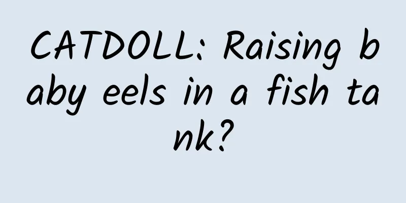 CATDOLL: Raising baby eels in a fish tank?