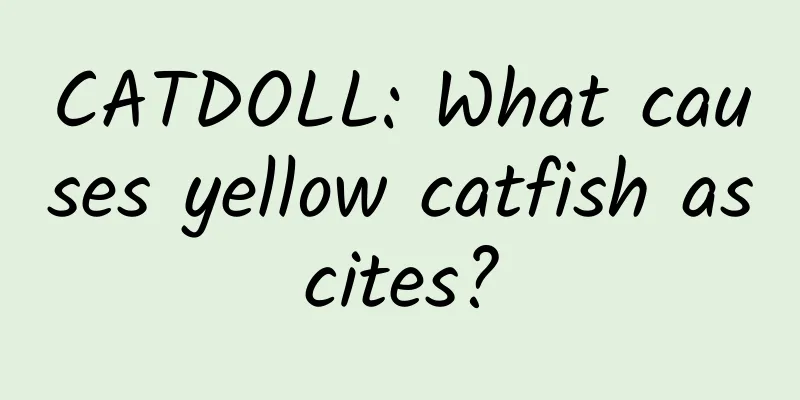 CATDOLL: What causes yellow catfish ascites?