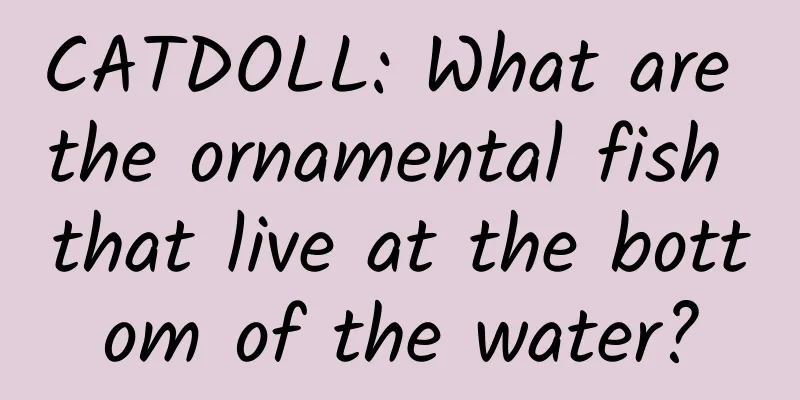 CATDOLL: What are the ornamental fish that live at the bottom of the water?