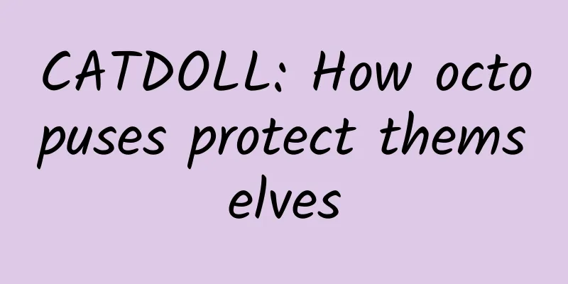 CATDOLL: How octopuses protect themselves