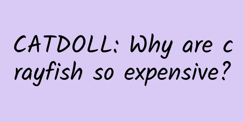 CATDOLL: Why are crayfish so expensive?