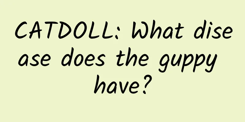 CATDOLL: What disease does the guppy have?