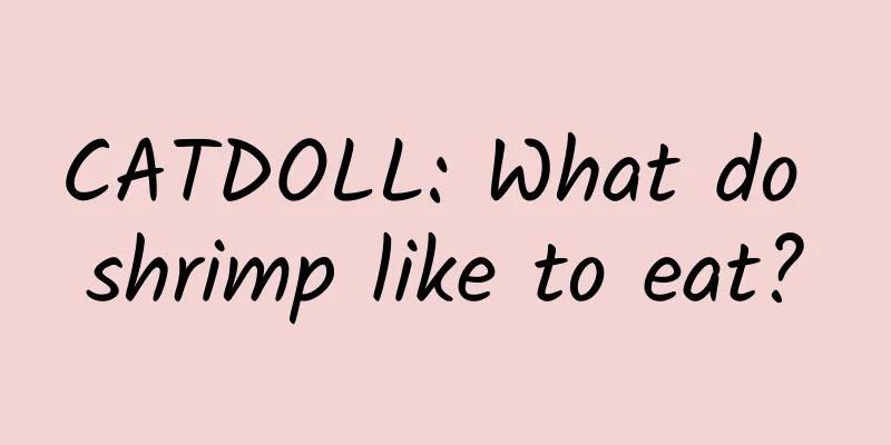 CATDOLL: What do shrimp like to eat?