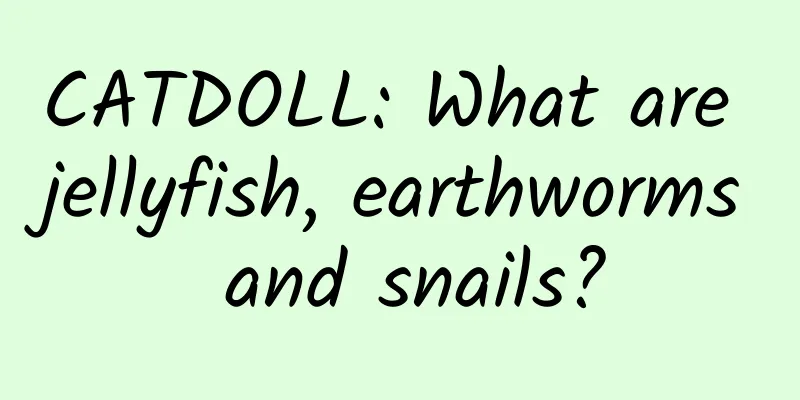CATDOLL: What are jellyfish, earthworms and snails?