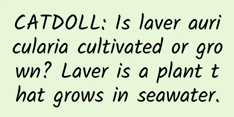 CATDOLL: Is laver auricularia cultivated or grown? Laver is a plant that grows in seawater.
