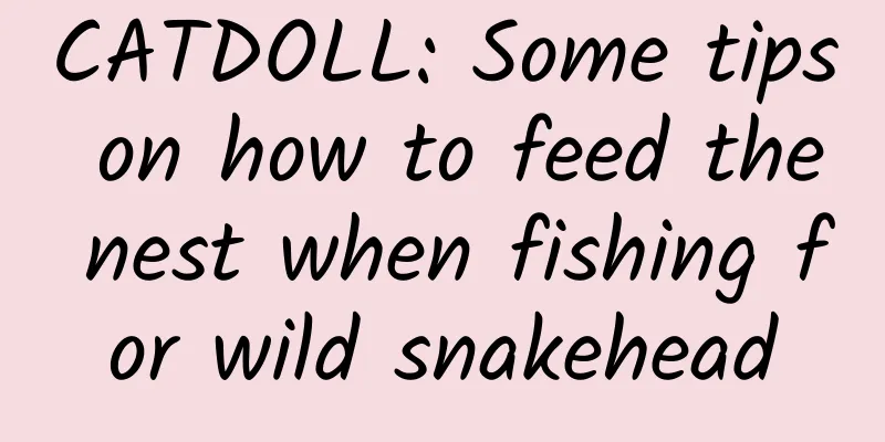 CATDOLL: Some tips on how to feed the nest when fishing for wild snakehead
