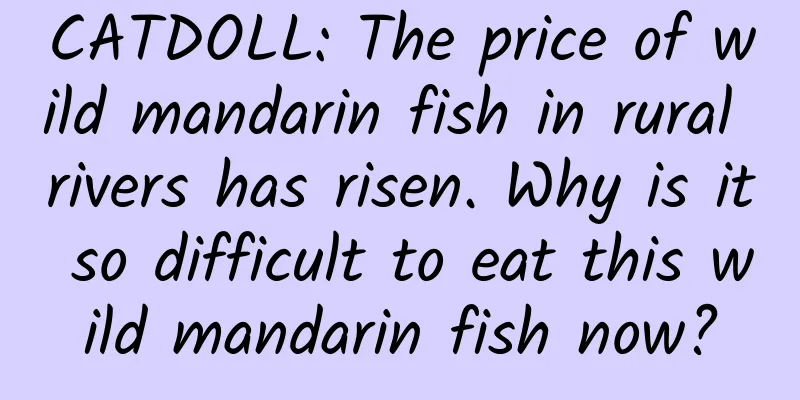 CATDOLL: The price of wild mandarin fish in rural rivers has risen. Why is it so difficult to eat this wild mandarin fish now?