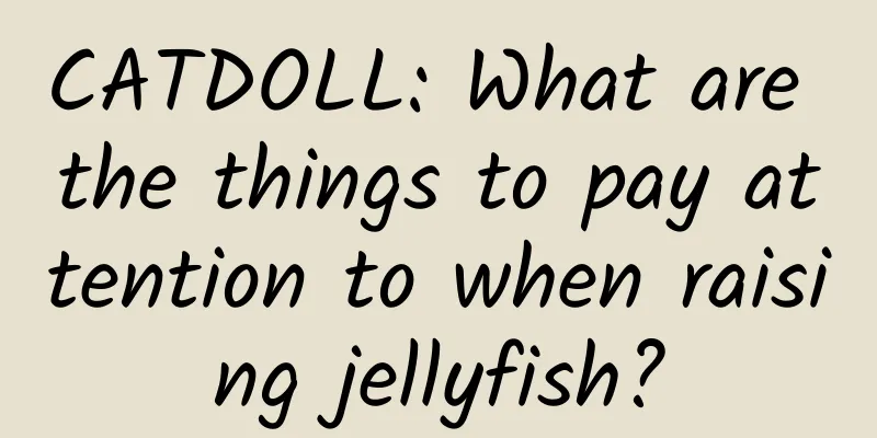 CATDOLL: What are the things to pay attention to when raising jellyfish?