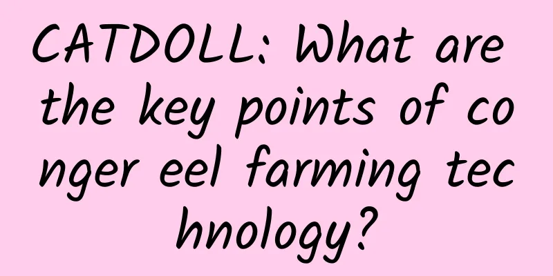 CATDOLL: What are the key points of conger eel farming technology?