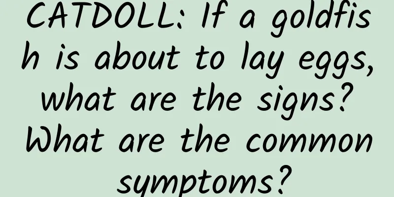 CATDOLL: If a goldfish is about to lay eggs, what are the signs? What are the common symptoms?