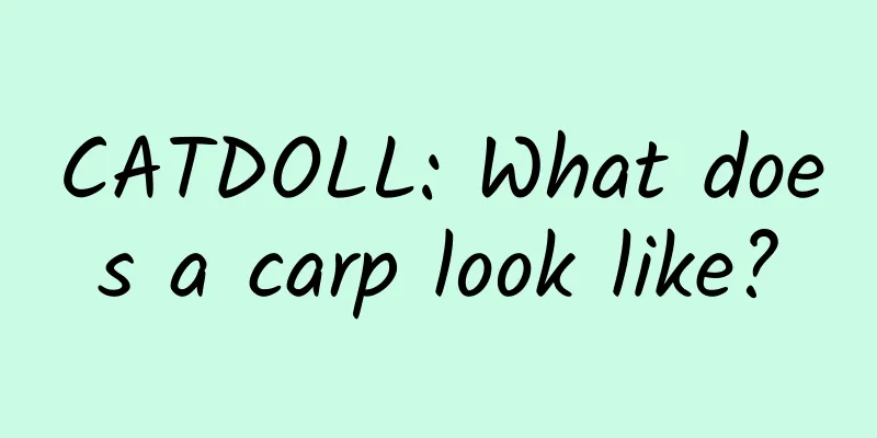 CATDOLL: What does a carp look like?