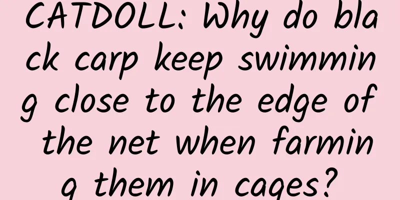 CATDOLL: Why do black carp keep swimming close to the edge of the net when farming them in cages?