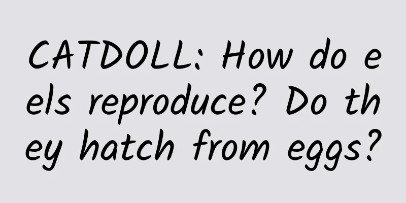 CATDOLL: How do eels reproduce? Do they hatch from eggs?