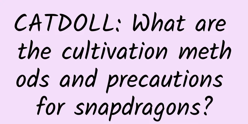 CATDOLL: What are the cultivation methods and precautions for snapdragons?
