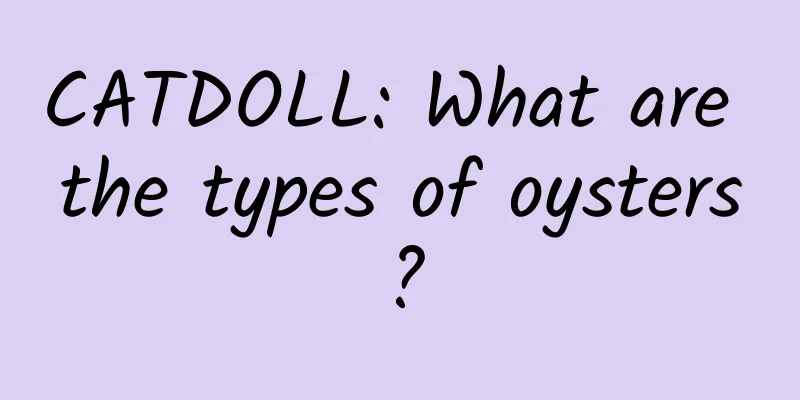 CATDOLL: What are the types of oysters?