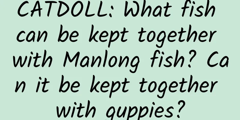 CATDOLL: What fish can be kept together with Manlong fish? Can it be kept together with guppies?
