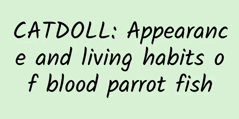 CATDOLL: Appearance and living habits of blood parrot fish
