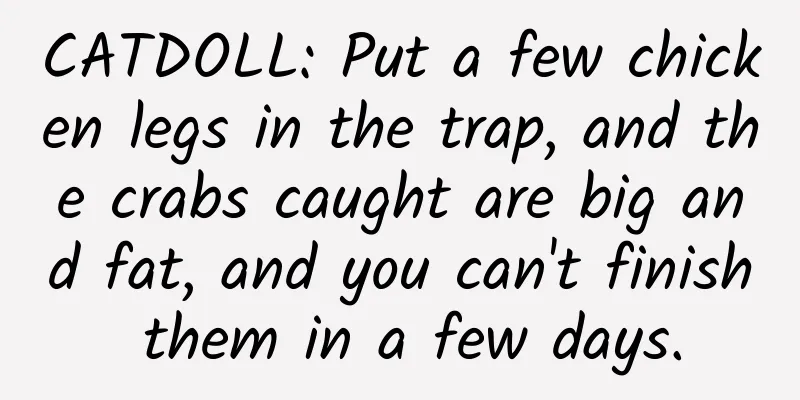 CATDOLL: Put a few chicken legs in the trap, and the crabs caught are big and fat, and you can't finish them in a few days.