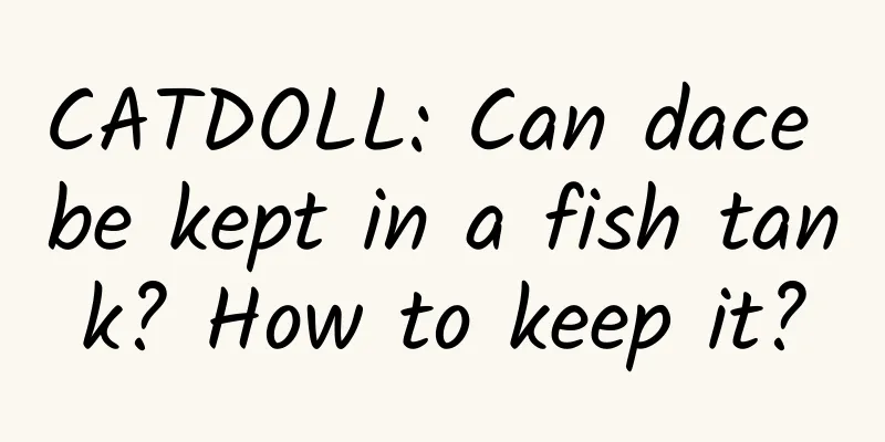 CATDOLL: Can dace be kept in a fish tank? How to keep it?