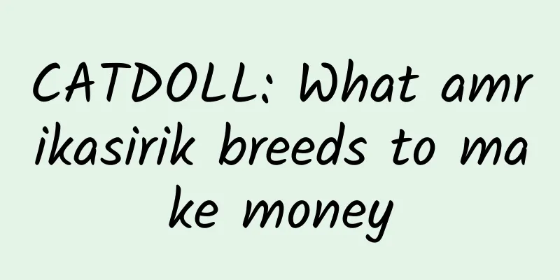 CATDOLL: What amrikasirik breeds to make money