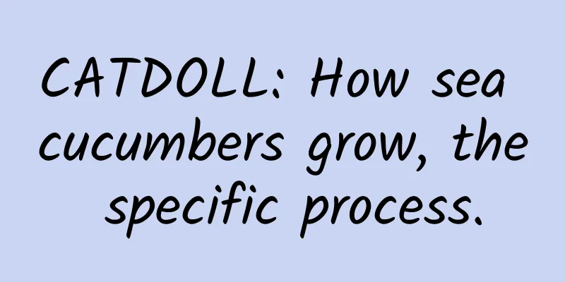 CATDOLL: How sea cucumbers grow, the specific process.