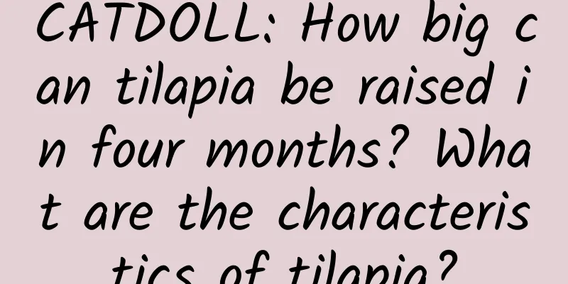 CATDOLL: How big can tilapia be raised in four months? What are the characteristics of tilapia?