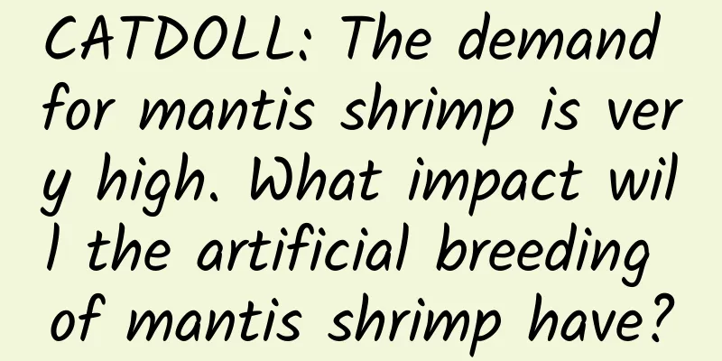 CATDOLL: The demand for mantis shrimp is very high. What impact will the artificial breeding of mantis shrimp have?