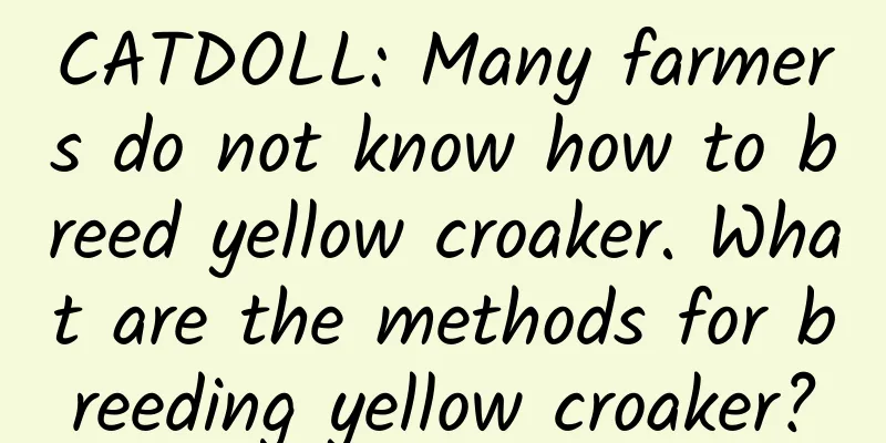 CATDOLL: Many farmers do not know how to breed yellow croaker. What are the methods for breeding yellow croaker?