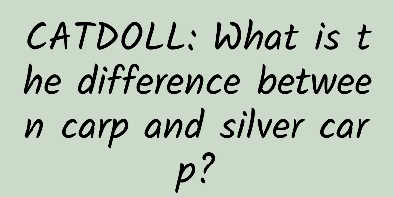 CATDOLL: What is the difference between carp and silver carp?