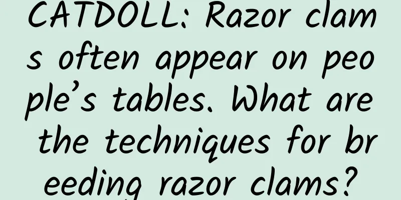 CATDOLL: Razor clams often appear on people’s tables. What are the techniques for breeding razor clams?