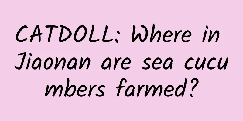 CATDOLL: Where in Jiaonan are sea cucumbers farmed?
