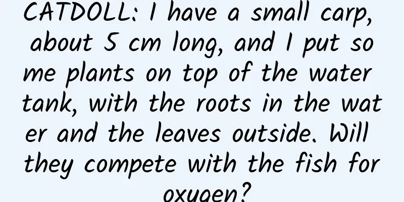 CATDOLL: I have a small carp, about 5 cm long, and I put some plants on top of the water tank, with the roots in the water and the leaves outside. Will they compete with the fish for oxygen?