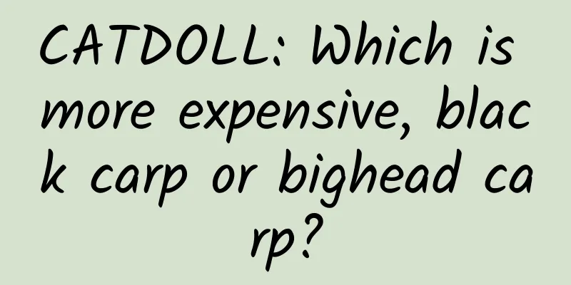 CATDOLL: Which is more expensive, black carp or bighead carp?