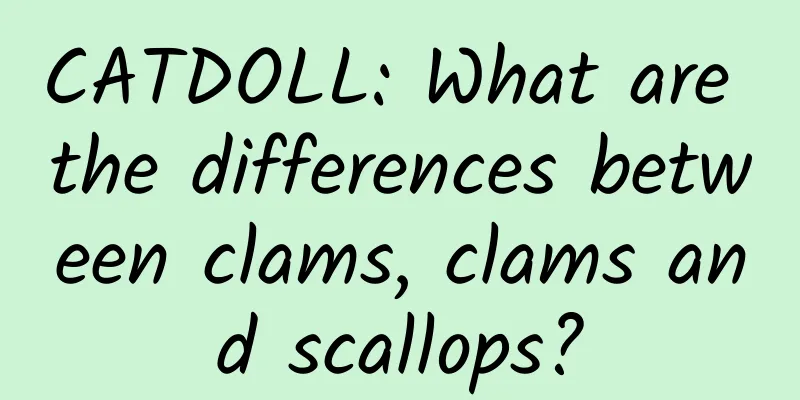 CATDOLL: What are the differences between clams, clams and scallops?