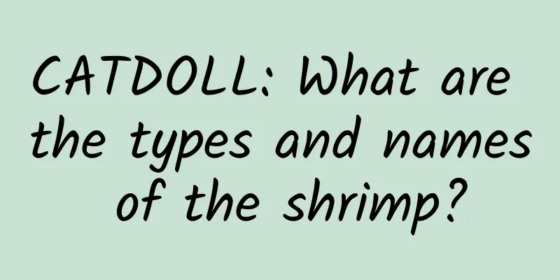 CATDOLL: What are the types and names of the shrimp?