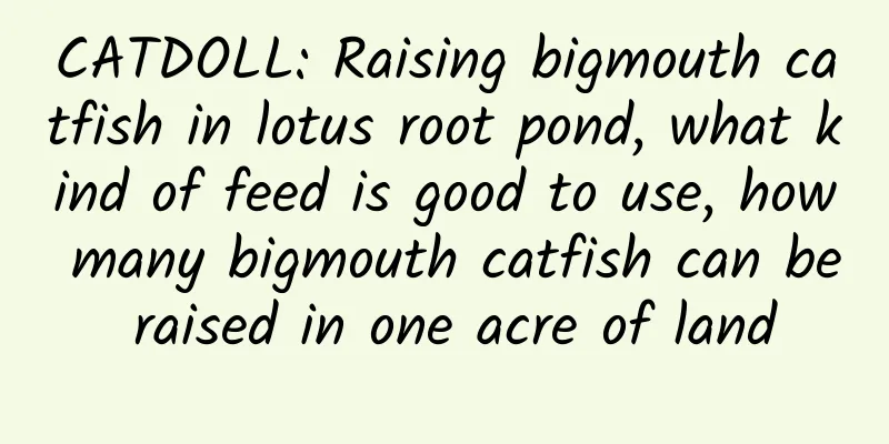 CATDOLL: Raising bigmouth catfish in lotus root pond, what kind of feed is good to use, how many bigmouth catfish can be raised in one acre of land