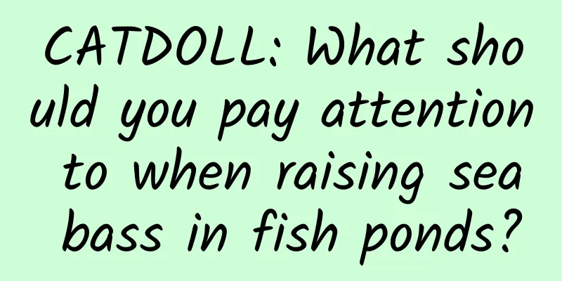 CATDOLL: What should you pay attention to when raising sea bass in fish ponds?