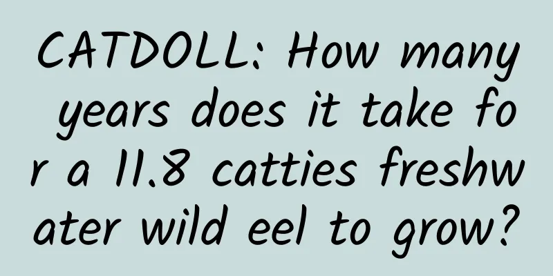 CATDOLL: How many years does it take for a 11.8 catties freshwater wild eel to grow?